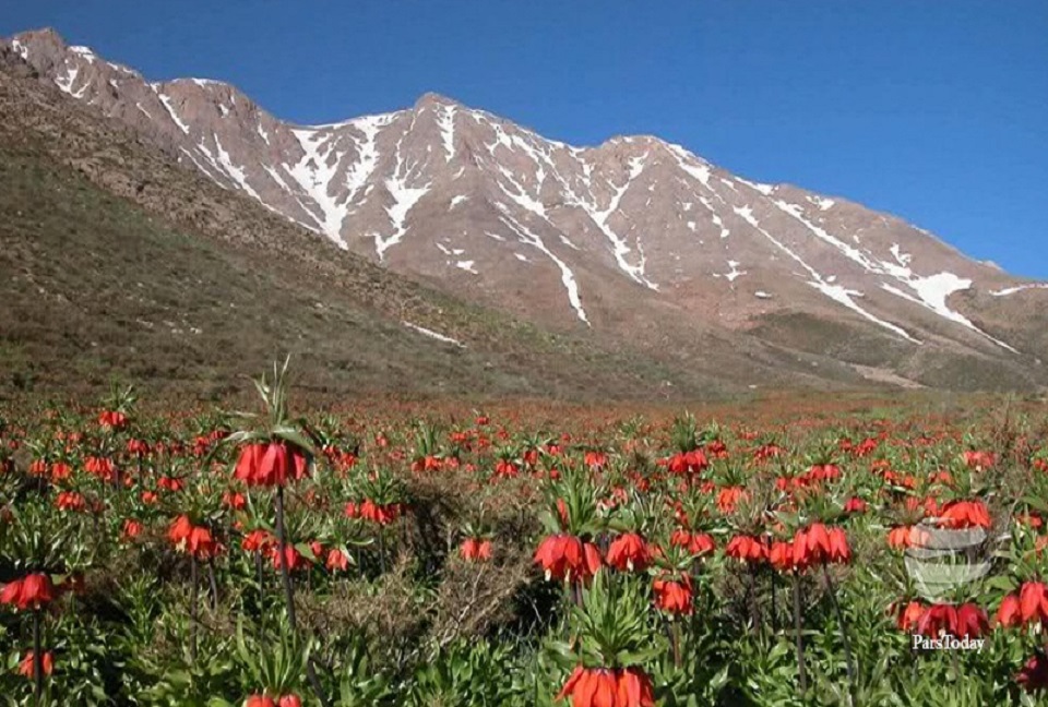 لاله واژگون گل افسانه ای ایران